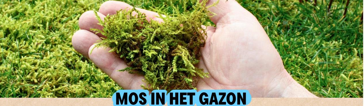 Mos in je Gazon?