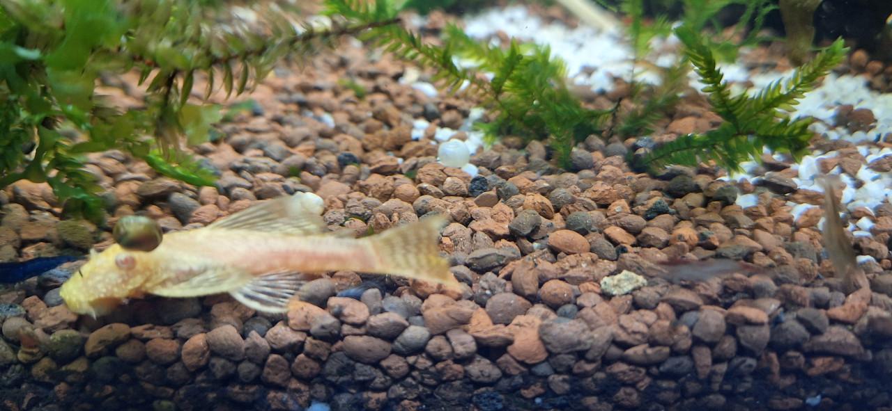 Ancistrus