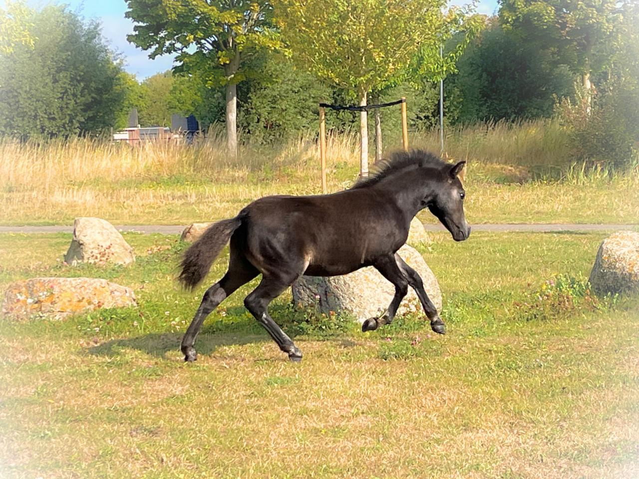 Chique speciale donkerbruine hengstveulen NMPRS