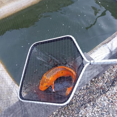 Koi karpers