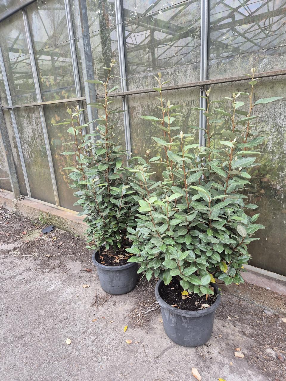 Forse olijfwilg compacta haagplanten 100-120 cm