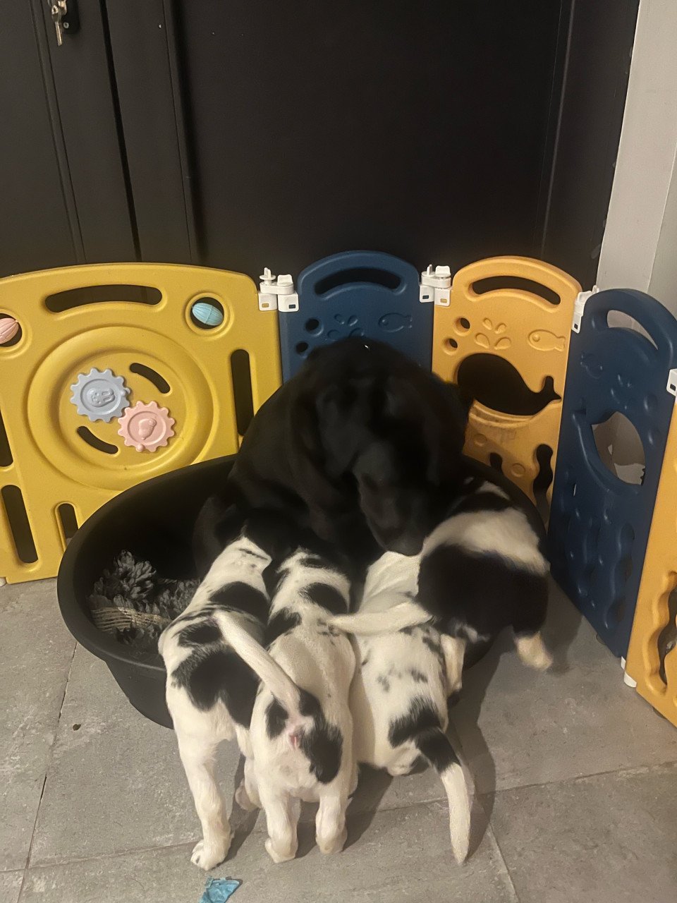 Labrador / Friese stabij puppy’s