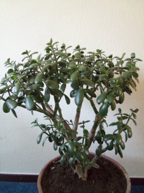 CRASSULA PORTULACEA,VETPLANT