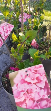 Prachtige hortensia's GERESERVEERD