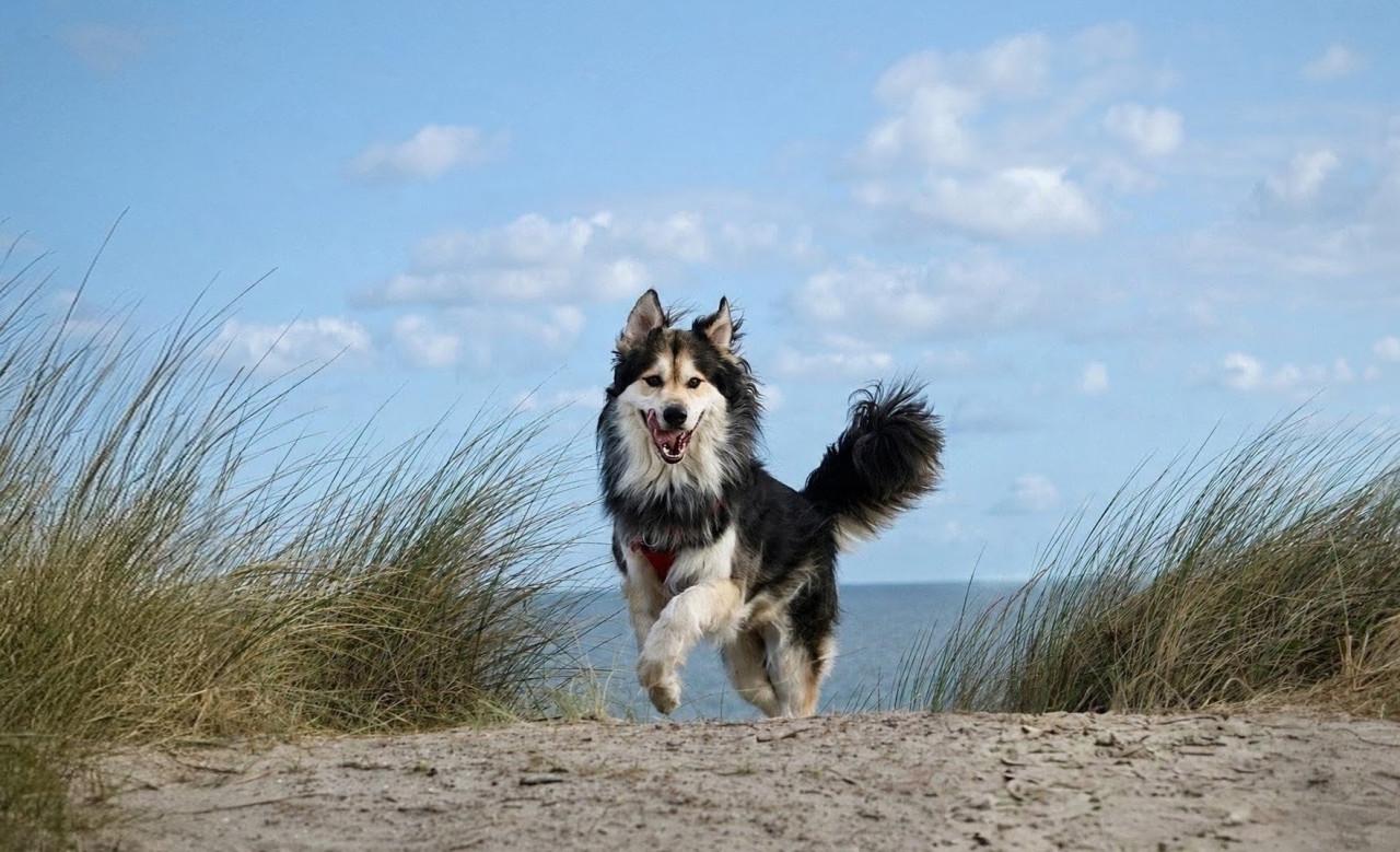 Dieren fotoshoot