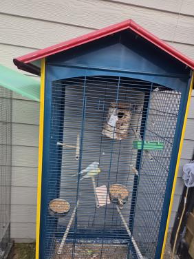 Grasparkieten met kooi