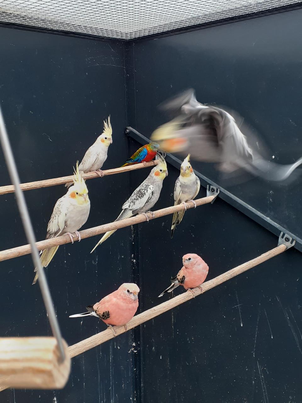 2 roze bourke mannen 2025