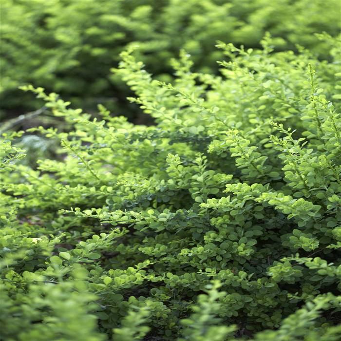 Struikkamperfoelie voor haagje (o.a. ter vervanging van buxus)