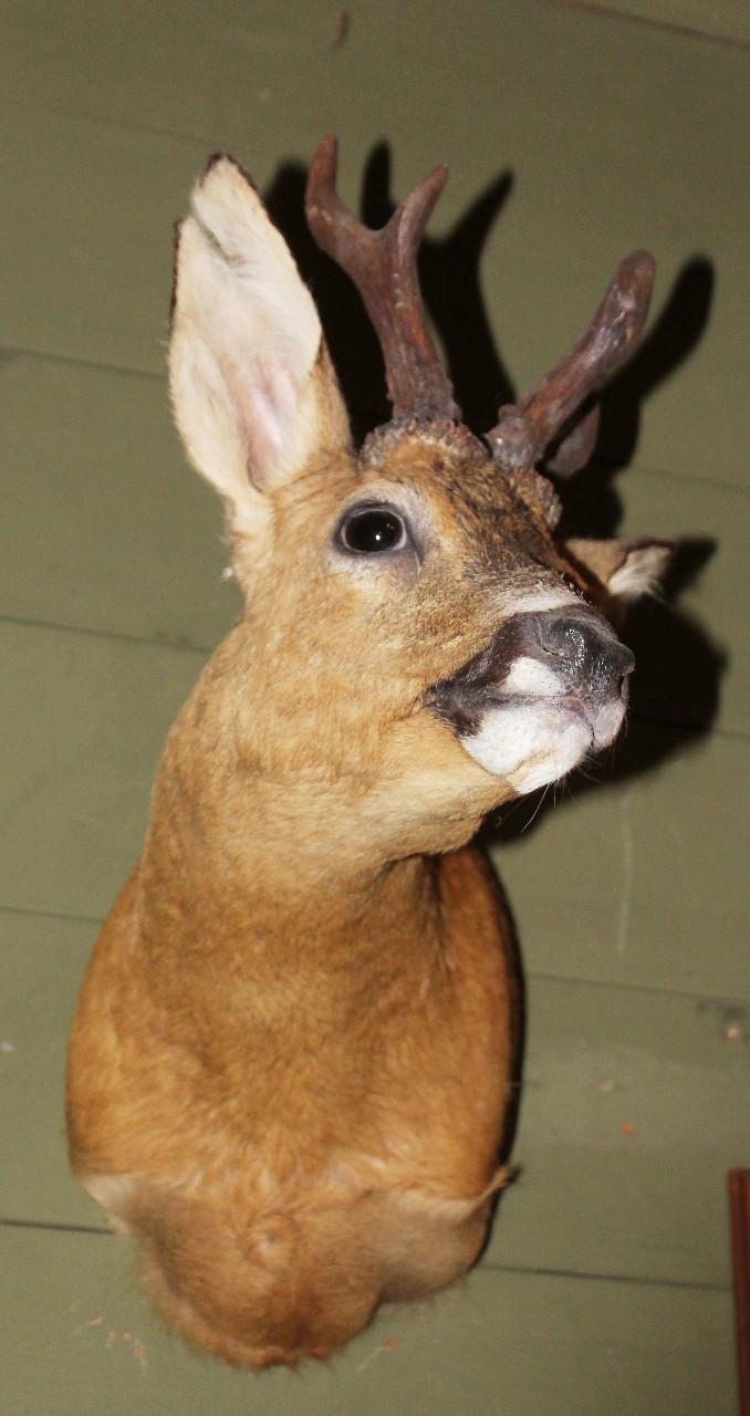 De nieuwsgierige ree