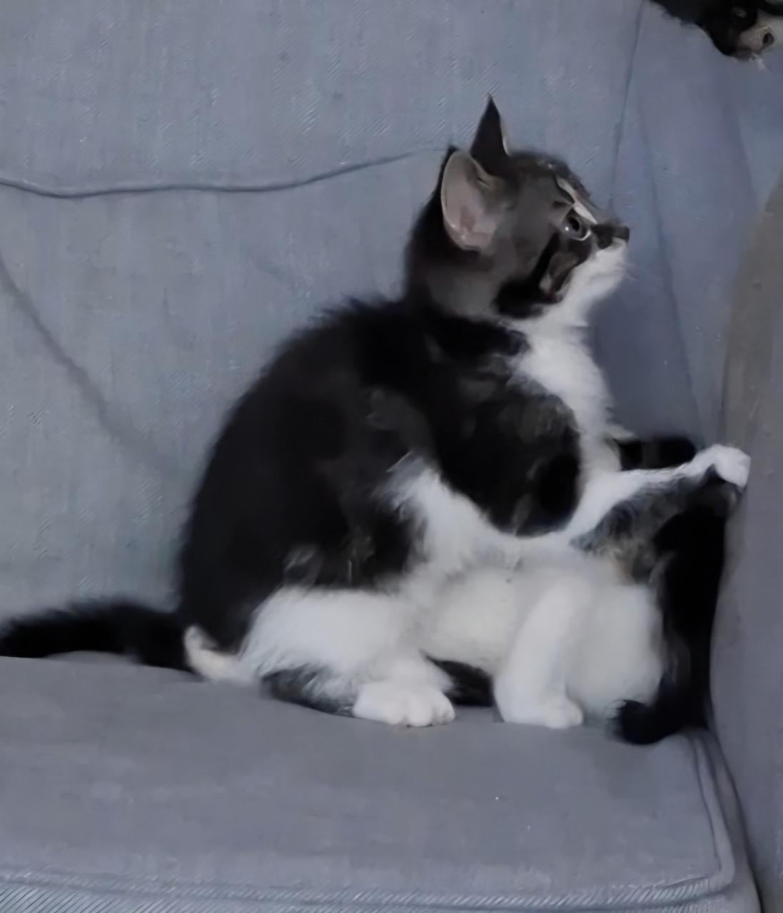 Nog een paar kittens over.