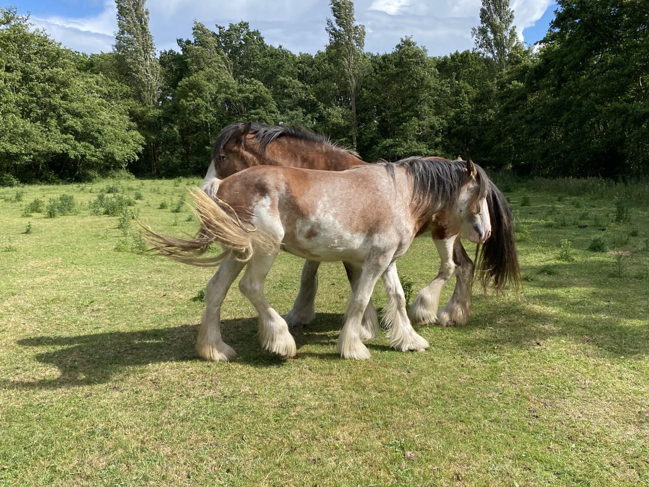 Te koop: 2 hele lieve Clydesdales (moeder & dochter)