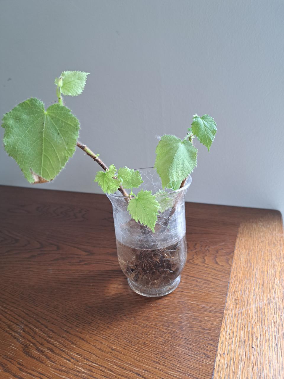4 kamerplanten