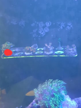 Laatste koralen en Red sea 350