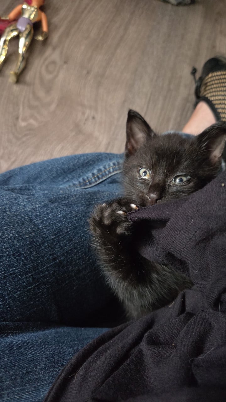 Kittens