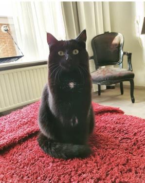 Molly zoekt een nieuw huisje🐱