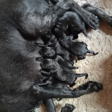 Bouvier pups