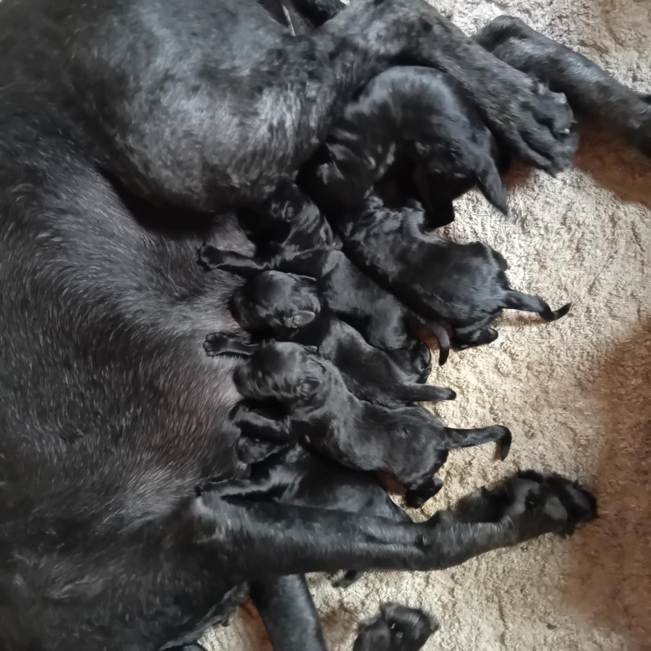 Bouvier pups