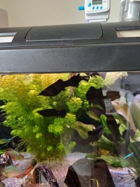 Black mollies gratis