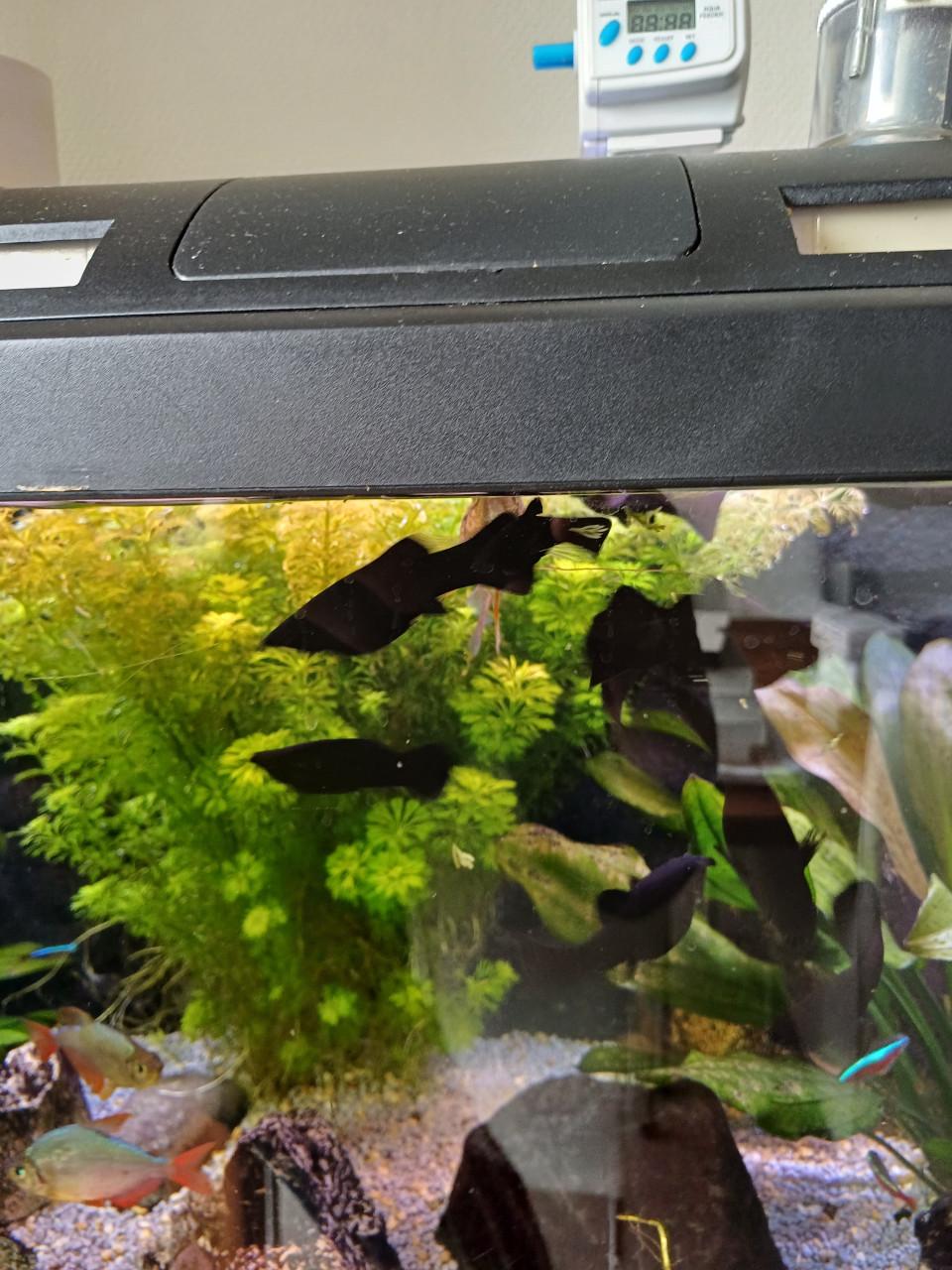 Black mollies gratis