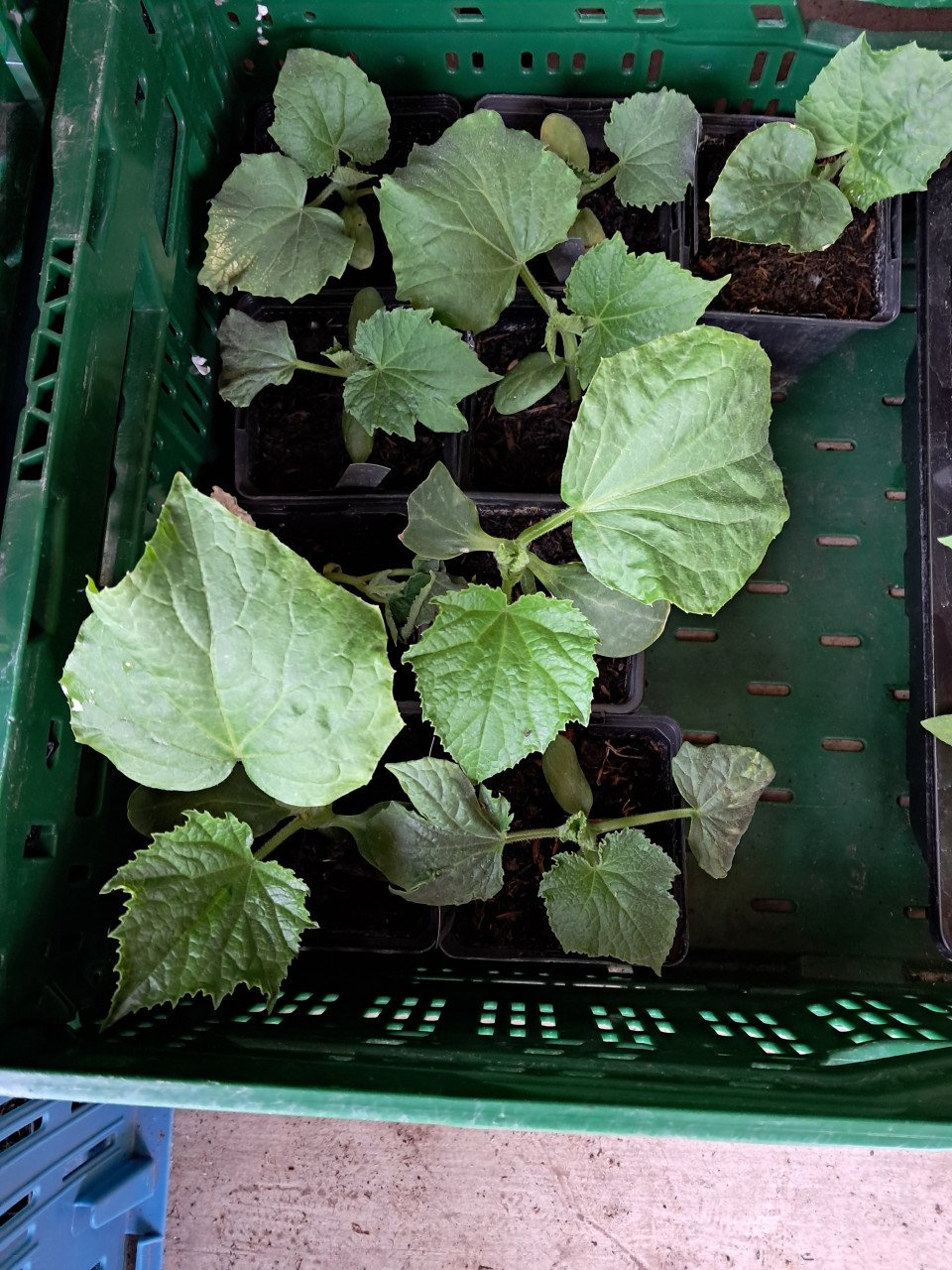 Courgette, komkommer en snackkomkommer planten