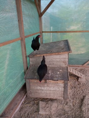 Kippen, Auracana en Marans