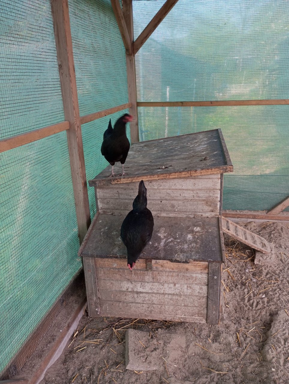 Kippen, Auracana en Marans