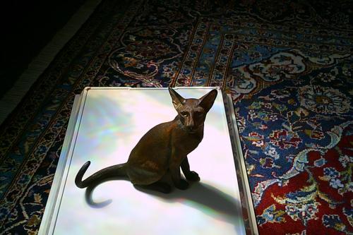 LEVENSECHT beeld SIAMESE KAT - uitgave van Fine Art ...
