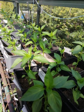 Moestuin plantjes
