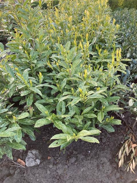 Laurierstruiken Prunus Herbergii