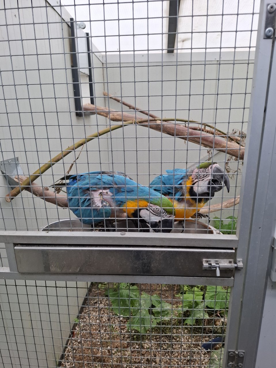 Koppel blauwgele ara's