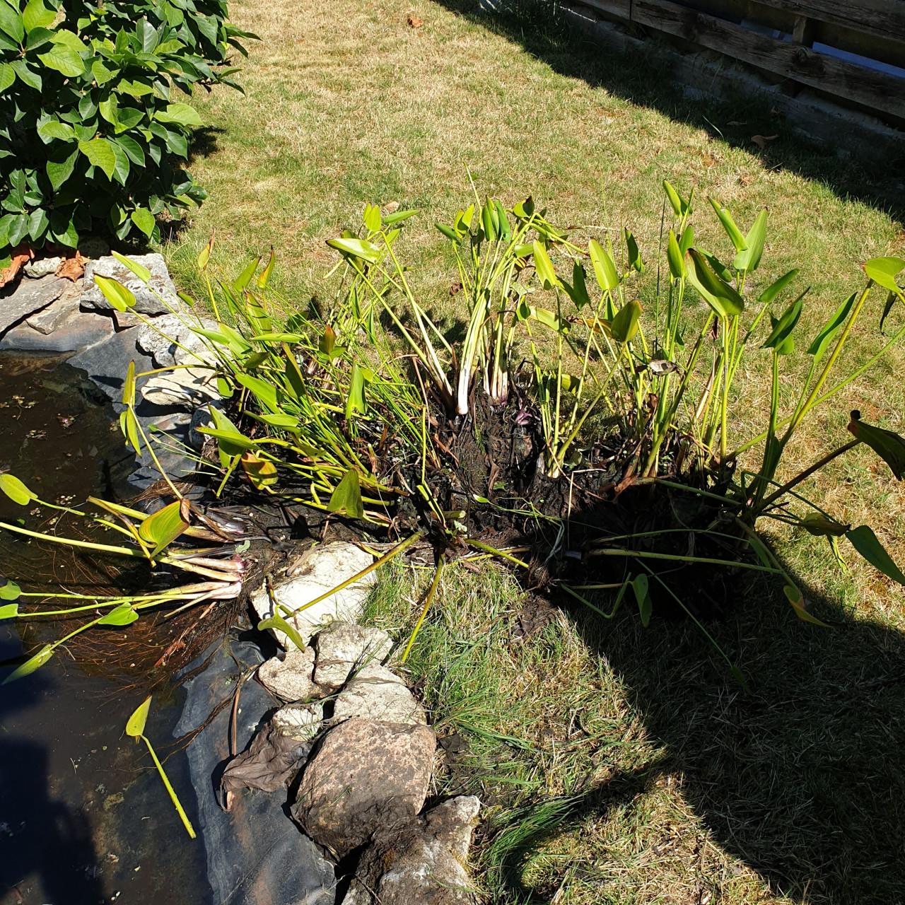 Vijver planten Gratis meememen