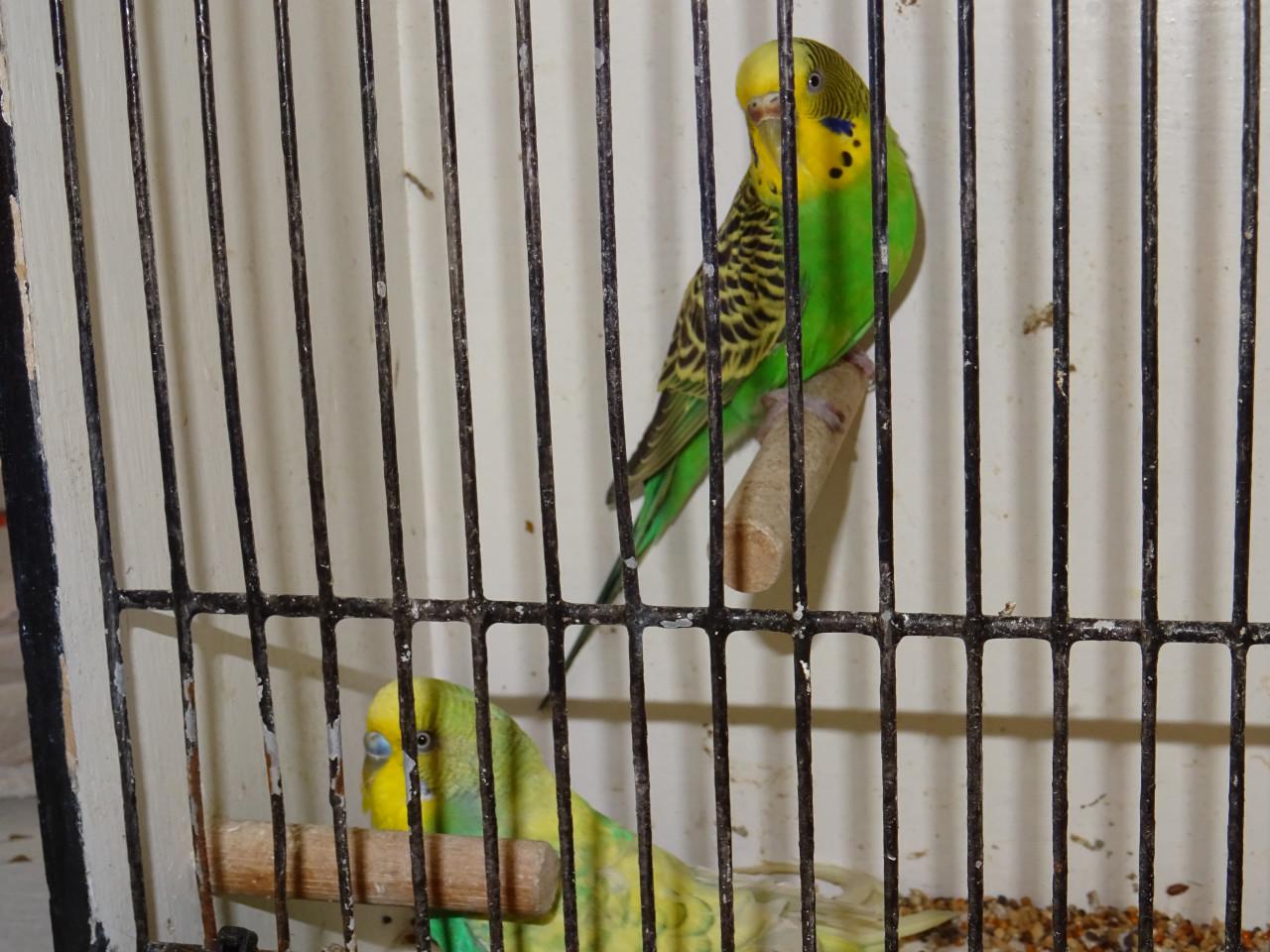 Te koop mooi koppeltje grasparkietjes broedrijp