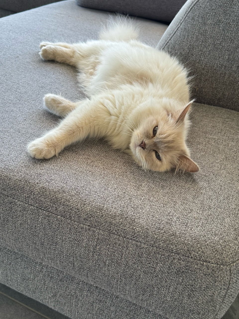 Raszuiver Ragdoll lilac point