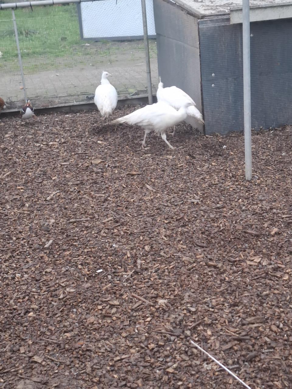 Witte en blauwe pauwen