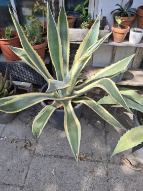 Agave