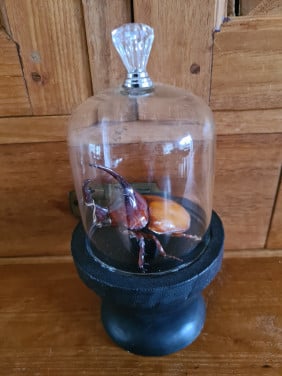 Brocante glazen stolp met zwarte voet