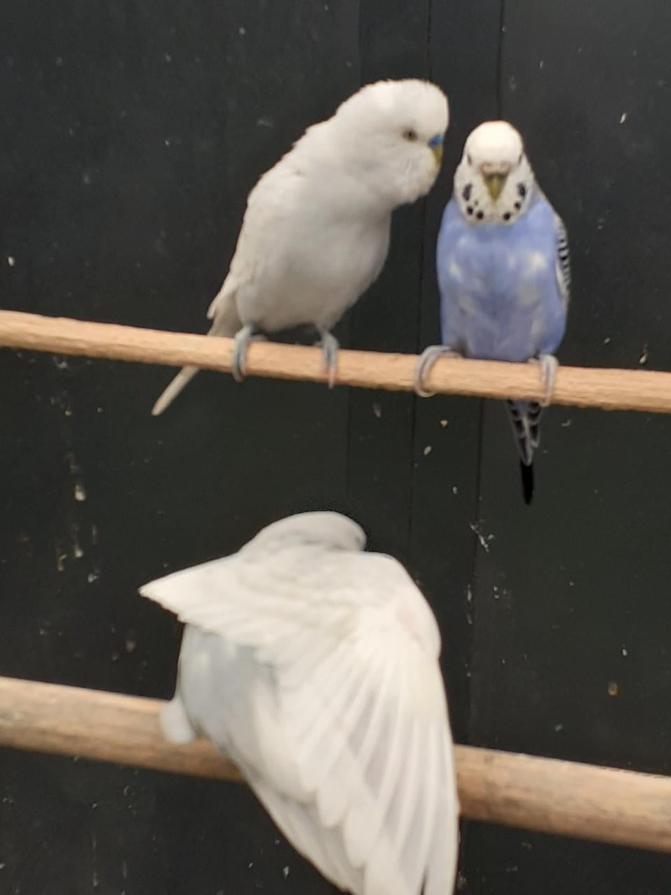 Diverse kleuren jonge grasparkieten