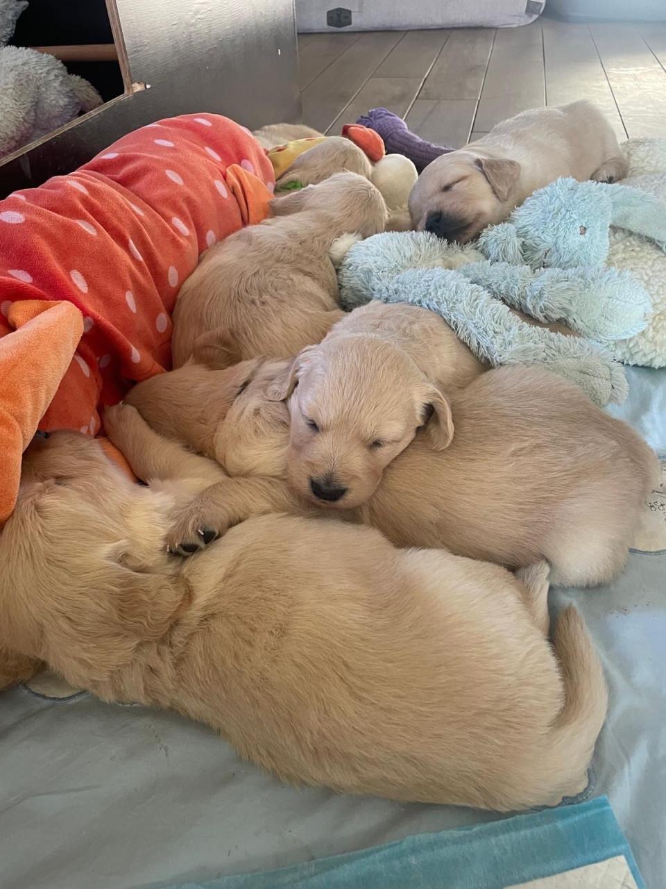 Mooie Golden retriever puppy’s