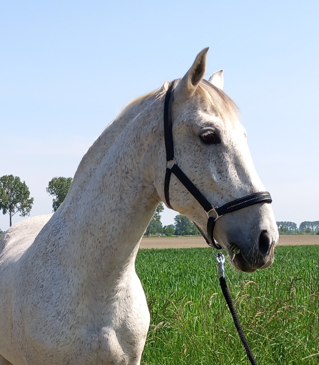 Grote PRE ruin te koop