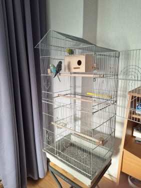Te koop grasparkieten.