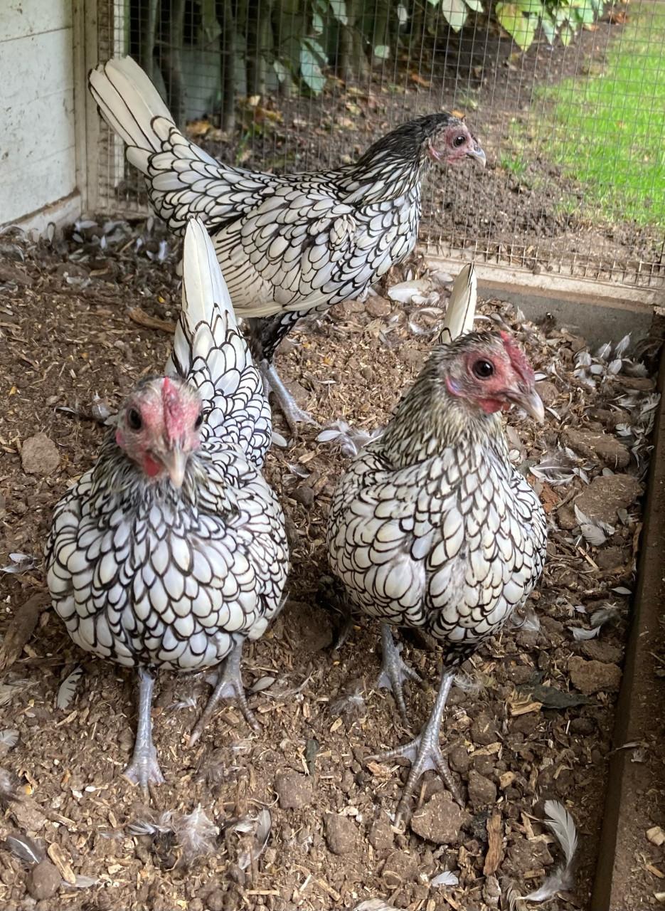 Sebright hennetjes zilverzwart gezoomd, 1 jaar oud