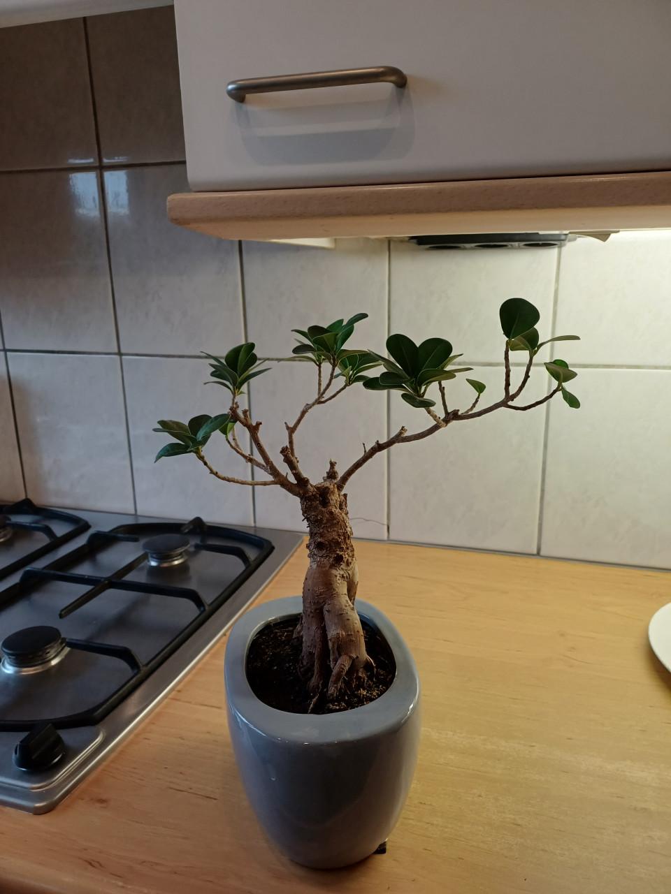 Bonsai boompje