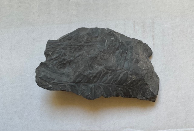 Prehistorische planten Fossiel