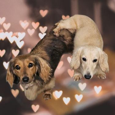 Langhaar teckel puppies