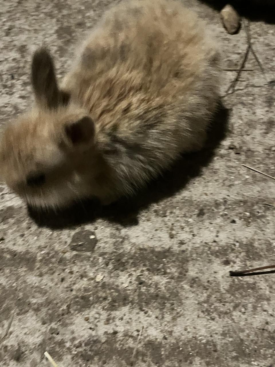 6 schattig baby konijntjes