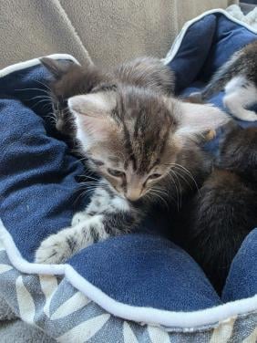 Kitten kittens poes poesjes kat katjes opgegroeid in huiselijke kring liefk