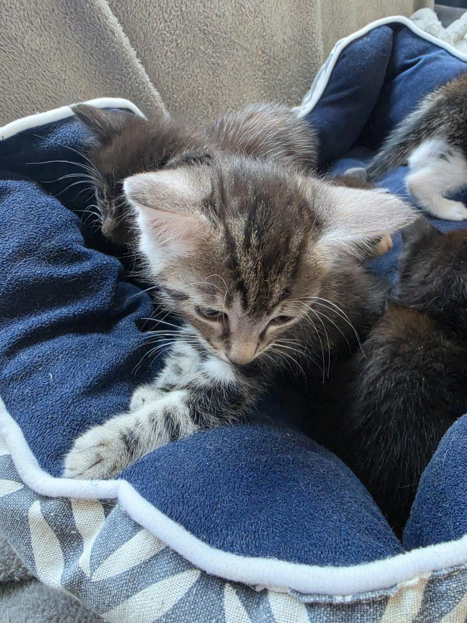 Kitten kittens poes poesjes kat katjes opgegroeid in huiselijke kring liefk
