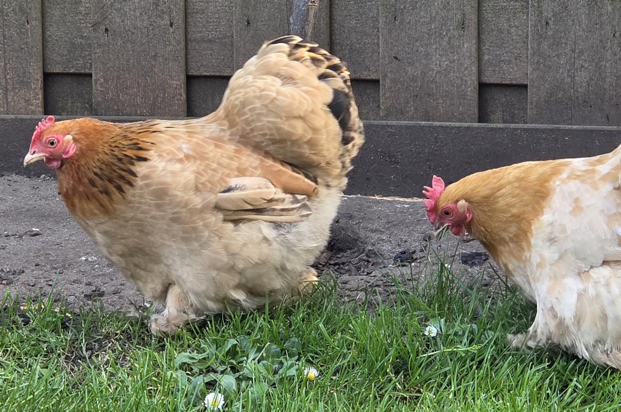 3 hen cochin kriel buff kleur