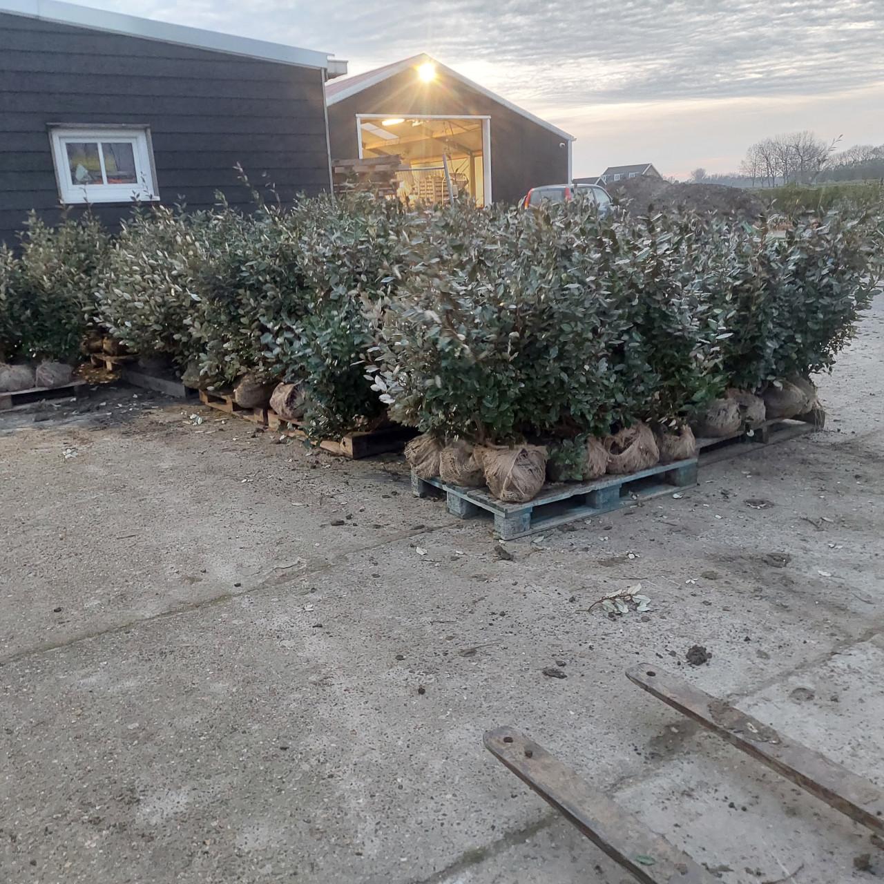 Olijfwilg/ eleagnus ebbingei compacta