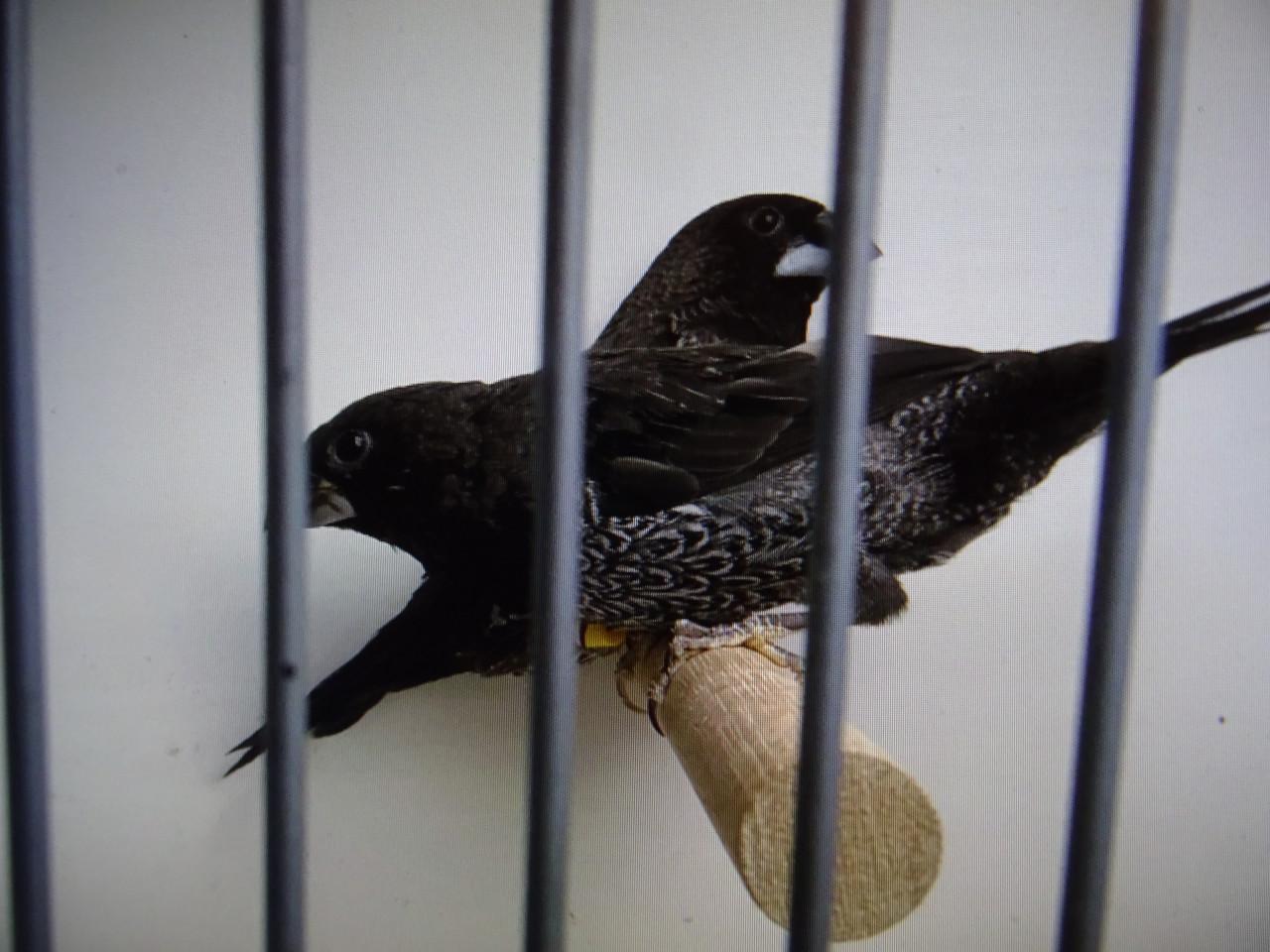 Te koop mooie donkere  Japanse  meeuwtjes   broedrijp TT/KL.